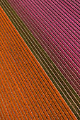 Aerial view of the tulip fields in North Holland , The Netherlands
