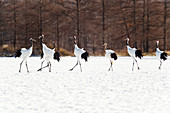 Red crowned cranes in Snow Hokkaido Japan