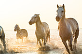 Weiße Pferde laufen durchs Wasser, Camargue, Frankreich