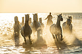 Man herding wild horses through water at sunset