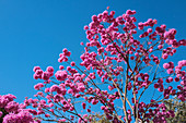 Handroanthus impetiginosus, pink ipê tree - Brasília. Handroanthus impetiginosus, pink ipê, pink lapacho, or pink trumpet tree is a native tree of family Bignoniaceae of the Americas, distributed from northern Mexico south to northern Argentina. Wikipedia Scientific name: Handroanthus impetiginosus Higher classification: Handroanthus Rank: Species Order: Lamiales 