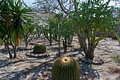 A cacti garden with Barrel cacti at the Mesoamerican archaeological site in Mitla, a small town in the Valley of Oaxaca, southern Mexico.