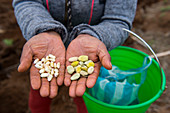 Bäuerin zeigt Samen, die sie auf einem Feld in der Nähe des mixtekischen Dorfes San Juan Contreras in der Nähe von Oaxaca, Mexiko, anpflanzt.