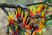 Parasitic plants in trees near the Mixtec village of San Juan Contreras near Oaxaca, Mexico.