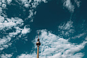 Der Berliner Fernsehturm, Alex, Berlin, Deutschland, Europa