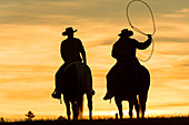 Cowboys lassoing from horse, silhouette at dawn on ranch, British Colombia, Canada. Model released.