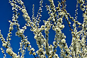 Blossoming tree and deep blue sky, near Salzhemmendorf, Lower Saxony