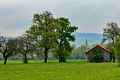 Holzhütte und Weiden mit Bäumen in Ottensheim an der Donau, Österreich