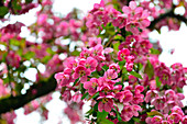 Nahaufnahme von rosa Kirschblüten im Frühling, Ottensheim an der Donau, Österreich
