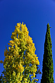 Autumnal colorful trees in the park of the Alhambra, Granada, Andalusia, Spain