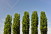 Five poplars against a blue sky in Zwentendorf an der Donau, Austria