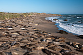Kolonie von Robben an einem Sandstrand entlang des Pacific Coast Highway (Highway 1), Kalifornien, USA