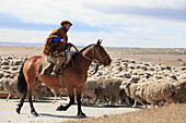 Chile, Magallanes, Patagonia, flock of sheep, shepherd, 
