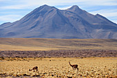 Chile, Antofagasta Region, Atacama Desert, Andes Mountains, vicunas, vicugna vicugna, Cerro Miscanti, 