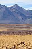 Chile, Antofagasta Region, Atacama Desert, Andes Mountains, vicuna, vicugna vicugna, 