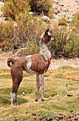Lama (Lama Glama), Chile, Region Antofagasta, Anden, Machuca