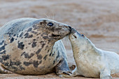 Grey Seal (Halichoerus grypus) adult female and whitecoat pup, touching noses on sandy beach, Horsey, Norfolk, England, December