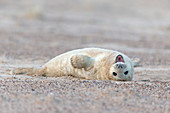Grey Seal (Halichoerus grypus) whitecoat pup, resting on sandy beach, Horsey, Norfolk, England, December