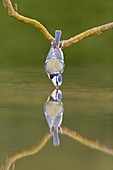 Ausgewachsene Blaumeise (Cyanistes caeruleus), auf Wurzel sitzend, mit Reflexion trinkend, Suffolk, England, Januar