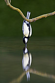 Kohlmeise (Parus major), erwachsenes Männchen, an einer Baumwurzel hängend, trinkt aus einem Teich mit Spiegelung, Suffolk, England, Mai