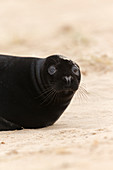 Grey Seal (Halichoerus grypus) pup with black coat resting on sandy beach, Horsey, Norfolk, England, December