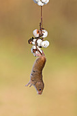 Zwergmaus (Micromys minutus), ausgewachsen, hängt an einem Schneeberenzweig mit Beeren, Suffolk, England, UK, November, kontrolliertes Subjekt
