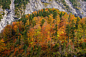 Bergwald im Herbst im Karwendel, Hinterriß, Tirol, Österreich