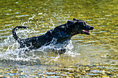 Junger Labrador pflügt durchs Wasser