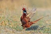 Ring-necked Pheasant (Phasianus colchicus) male displaying to attract female in spring, Berwickshire, Scotland, March 2010