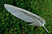 Pink-footed Goose (Anser brachyrhynchus) cast feather at overnight moorland roost with dew droplets, Berwickshire, Scotland, October 2008