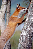 Red Fox (Vulpes vulpes) semi-habituated animal investigating birch tree,\nLoch Lommond and Trossachs National Park, Scotland, September 1999