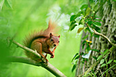 Rotes Eichhörnchen (Sciurus vulgaris) im Sommerfell im Laubwald, Berwickshire, Schottland, Juni 2011