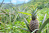 Pineapple grows in a field in the highlands of Rarotonga, Cook Islands.
