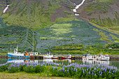 Flateyri Hafen, Westfjordur, Island