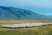 Gauchos hüten Schafe entlang einer Autobahn in der Nähe des Torres del Paine-Nationalparks im Süden Chiles.