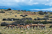 Eine Herde von Guanacos (Lama guanicoe) auf Ranchland in der Nähe des Torres del Paine-Nationalparks im Süden Chiles.