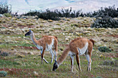Guanacos (Lama guanicoe) auf Ranchland in der Nähe des Torres del Paine-Nationalparks im Süden Chiles.