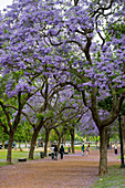 Flowering Jacaranda trees in a park near Plaza Italia in Buenos Aires, Argentina.