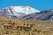 Vikunjas (Vicugna vicugna) am Hang in der Atacama-Wüste bei San Pedro de Atacama, Nordchile.