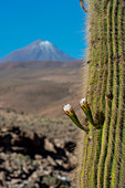 Blühende Cardón-Kakteen (Echinopsis atacamensis) am Guatin-Bach mit dem Colorado-Vulkan im Hintergrund in der Atacama-Wüste bei San Pedro de Atacama, Nordchile.