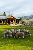 Sheep at Kau Yatun hotel, a former estancia, in El Calafate, Patagonia, Argentina.