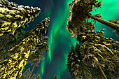 Nordlichter (Auora Borealis), (Pyhätunturi, Pyhä-Luosto-Gebiet) Lappland, Finnland