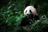 giant panda (Ailuropoda melanoleuca) in a panda base, Chengdu region, Sichuan, China