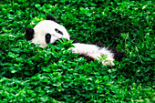 Riesenpandajunges (Ailuropoda melanoleuca) in einer Panda-Basis, Chengdu-Region, Sichuan, China
