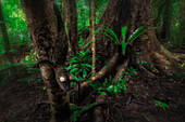 Common flat-tail gecko (Uroplatus fimbriatus) in Nosy Magabe, North eastern Madagascar 