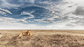 Lioness resting in the Serengeti plains, Tanzania\n\n\n\n