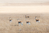 Cheetah (acinonyx jubatus) hunting for thomson's gazelles in the serengeti plain, Tanzania