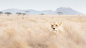 Lioness resting in the Serengeti plains, Tanzania\n