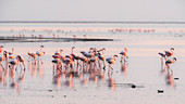 A flock of flamingos in Lake Natron at sunrise, Tanzania \n