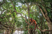 Rote Hybride zwischen Eulemur macaco und Eulemur coronatus im Palmarium-Reservat, Madagaskar